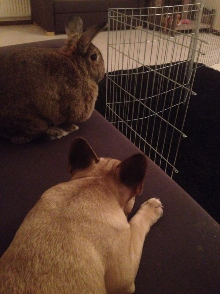 FrenchieSweep's tweet photo. Ears in the air if you don't want the weekend to end #HavingTooMuchFun #BringSantaBack http://t.co/4kpzm5PZIu