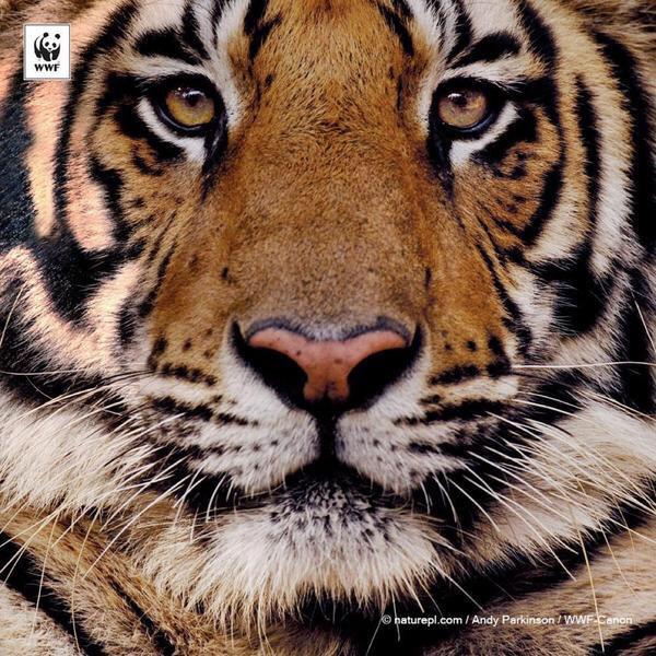 isaacBIOvega's tweet photo. RT 🐯 LESS than 3,200 TIGERS 💔
NO ONE in the World NEEDS #Tiger Skin &amp; Bones but a Tiger #KillTheTrade #doubletigers 🆘 http://t.co/9jpjI3OS3v