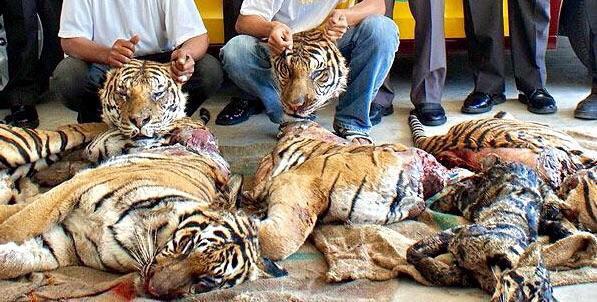 isaacBIOvega's tweet photo. RT 🐯 LESS than 3,200 TIGERS 💔
NO ONE in the World NEEDS #Tiger Skin &amp; Bones but a Tiger #KillTheTrade #doubletigers 🆘 http://t.co/9jpjI3OS3v