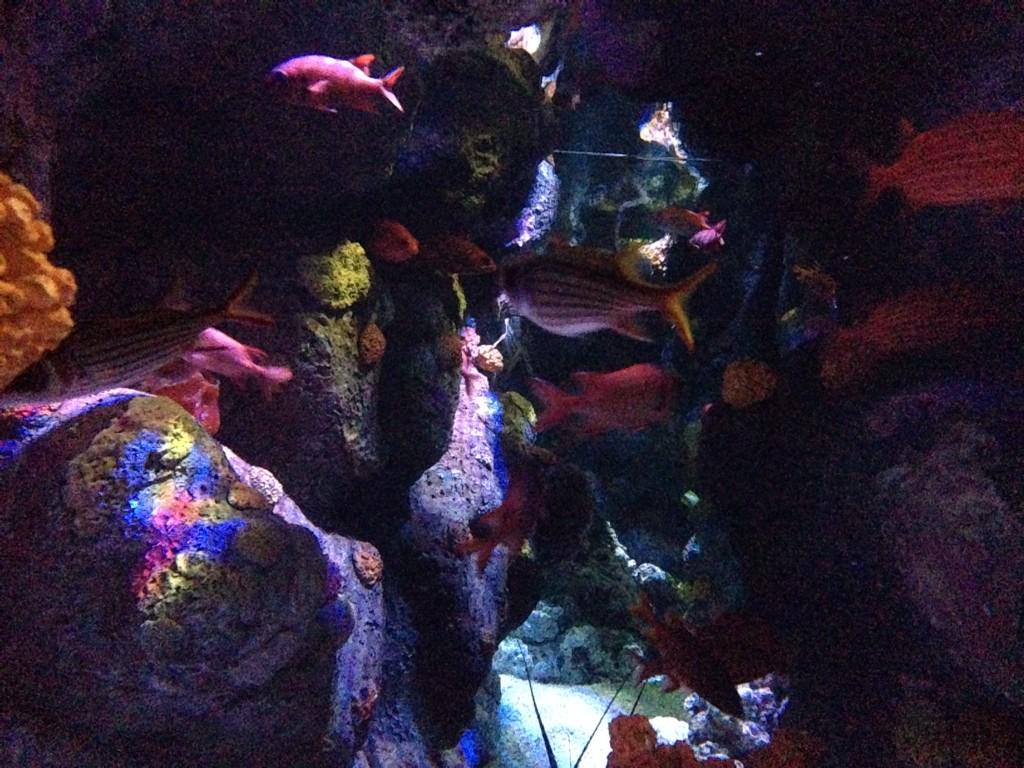 CarlyTalks's tweet photo. So there's these fish at the aquarium... And I petted this ray... http://t.co/0T1hvtIHTH