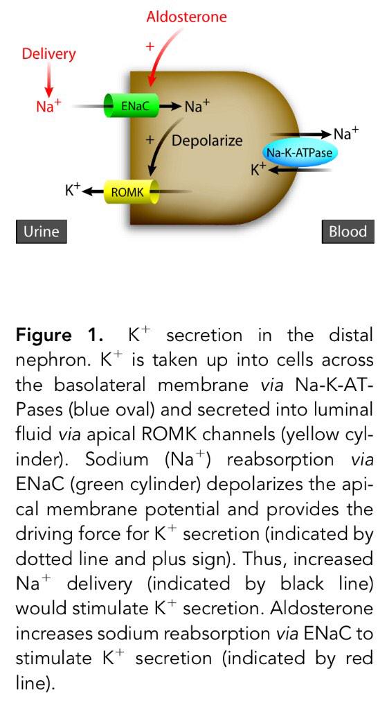 Edgar V. Lerma 🇵🇭 on Twitter "Renal Physiology 101 Renal magnesium