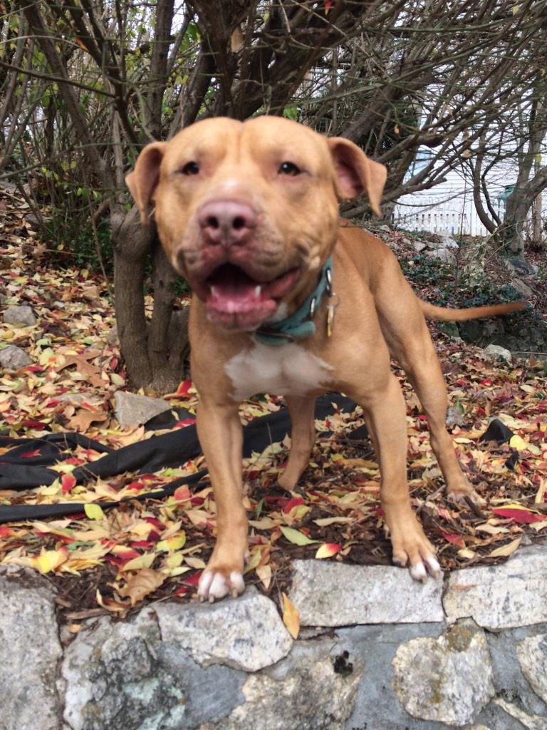 FosterMeNY's tweet photo. #AdoptIAN sweet scared #dog been through hell needs a #home
Legs were injured!
#RedHookRescue
https://t.co/Gt33Cdp8sE http://t.co/6KvD46Ekkx
