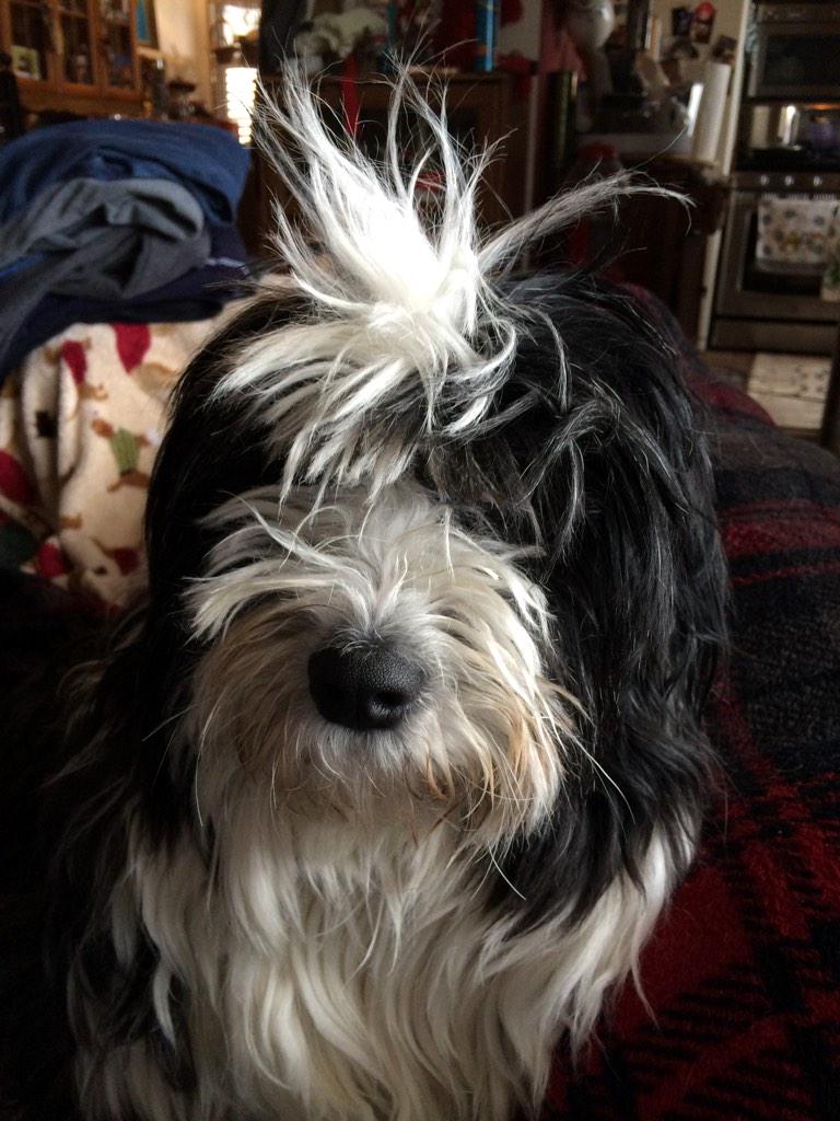 dgbu's tweet photo. Why is Mom laughing at me??? #PoeBear #badhairday http://t.co/i1zQmb1E2c