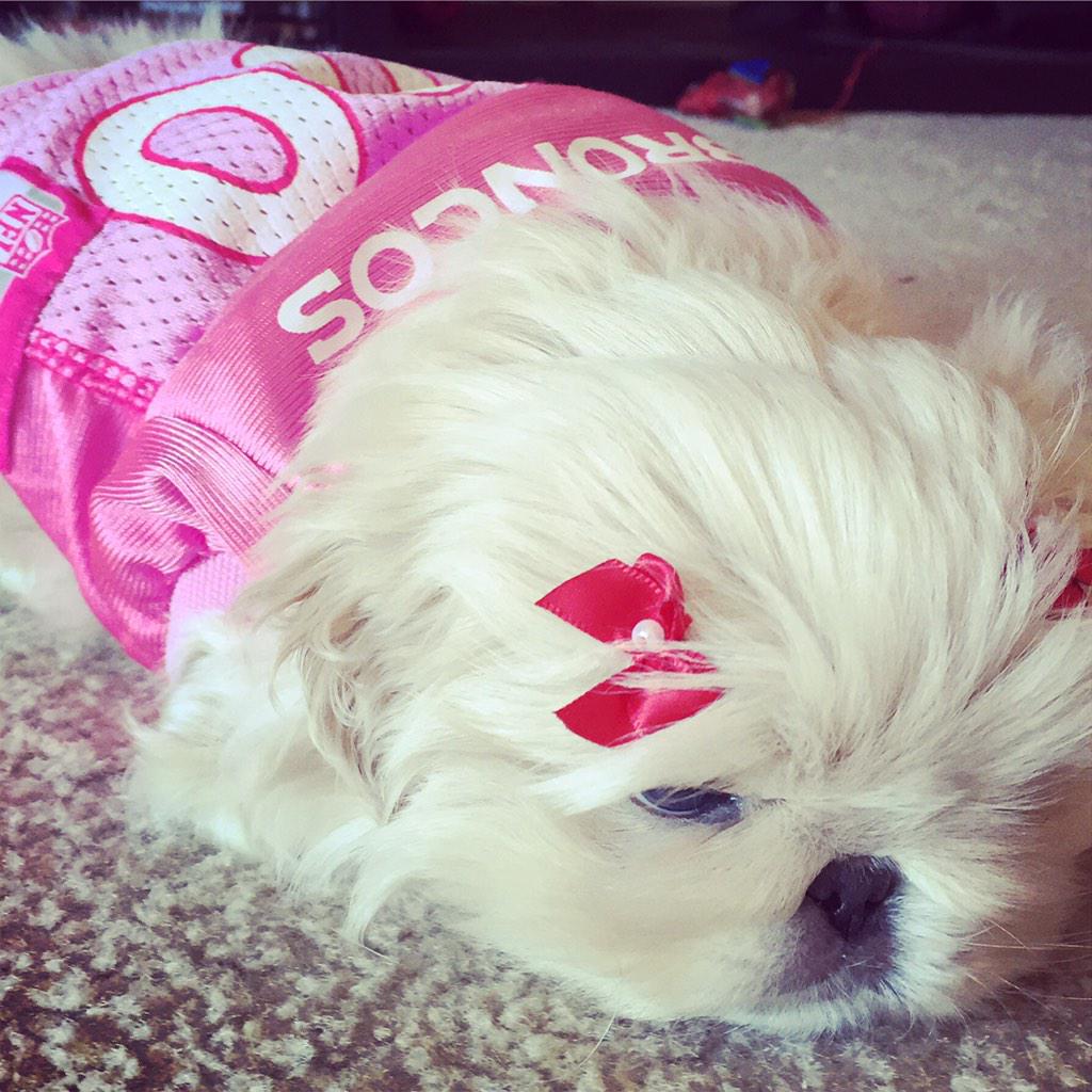 DenverUnleashed's tweet image. Our girl is ready for the game!