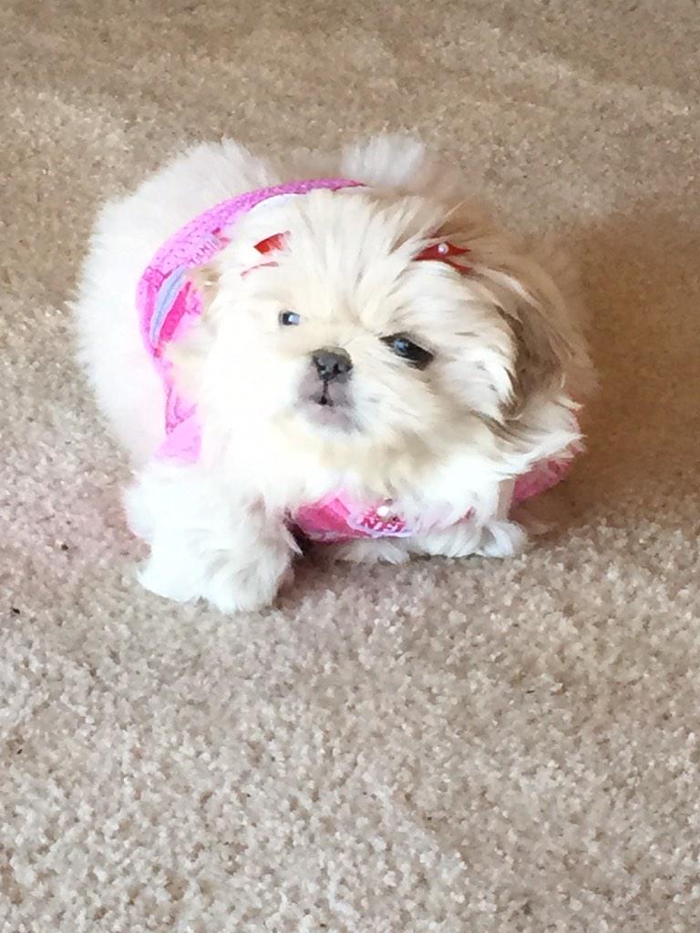 YoYorkie's tweet image. I have a new gf! And she's a broncos fan!