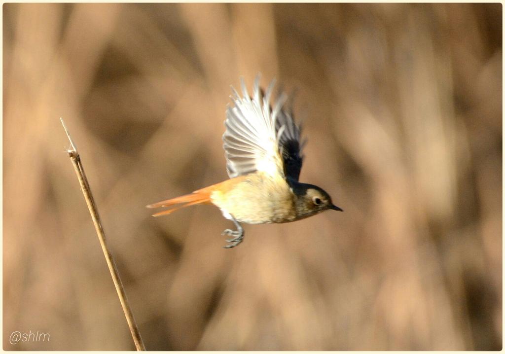 Daurian redstart (female)
I took on the first day of #NewYearHoliday.