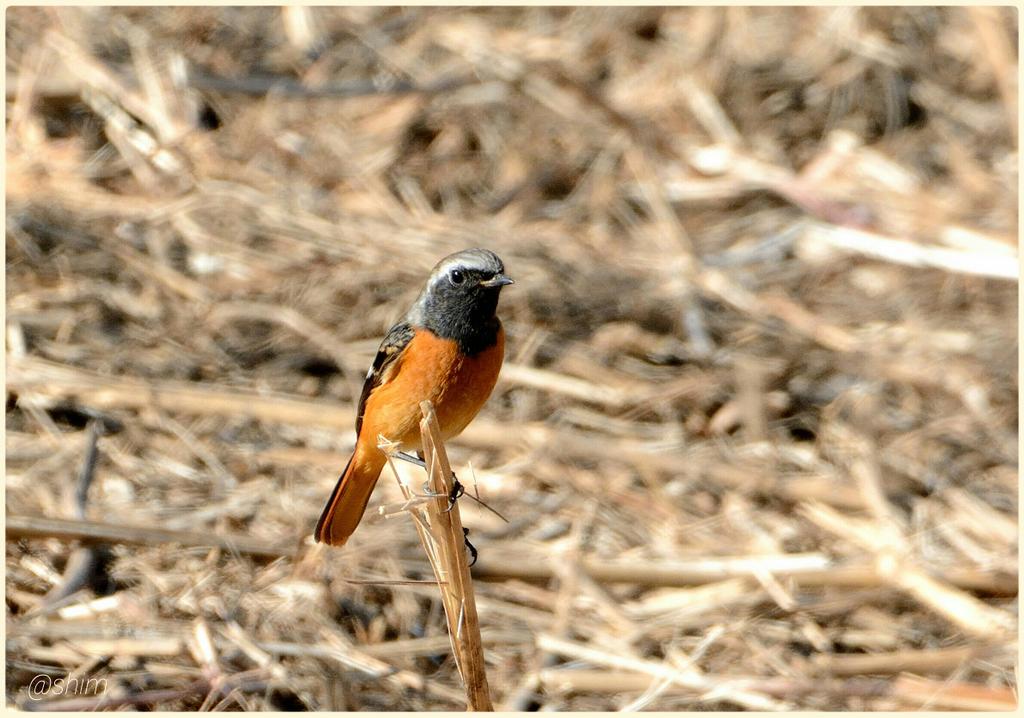 Daurian redstart (male)
I took on the first day of #NewYearHoliday.