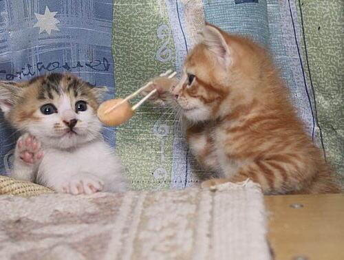 笑える 可愛い 猫画像 Nekonekoda Twitter 笑える 可愛い 猫画像 Nekonekoda Twitter