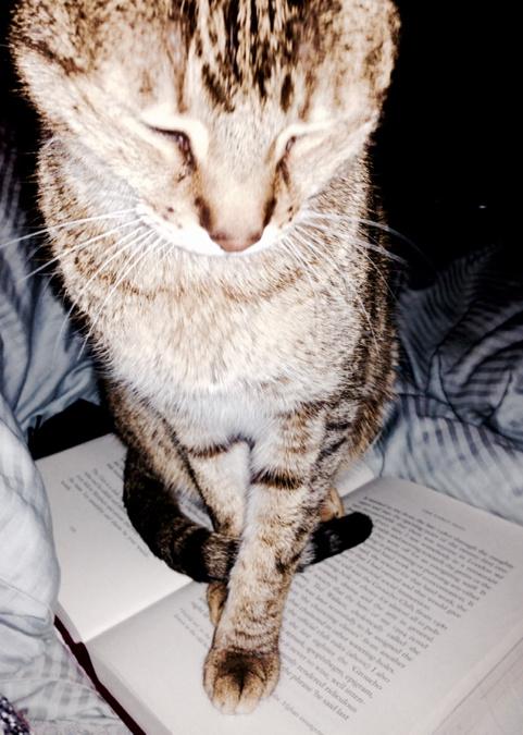 More Fool Me tweet media