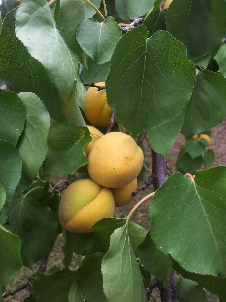 Curliesclips's tweet photo. I love summer fruits. I can't stop eating these apricots. #summer #fruit #inmygarden #kitchengarden #stonefruit http://t.co/y2275uyJYM