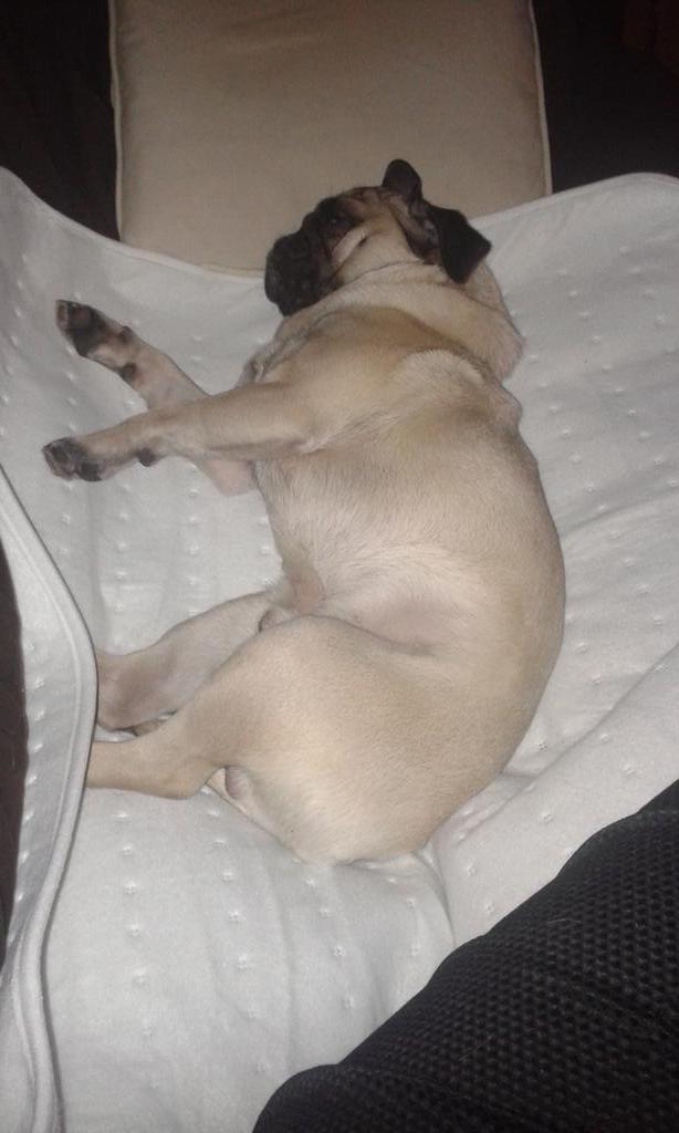 FestiCharlotte's tweet photo. Elektrisch deken gekregen van Hubby. Swa gaat akkoord. #cutiepie http://t.co/CuMzzlyTDP