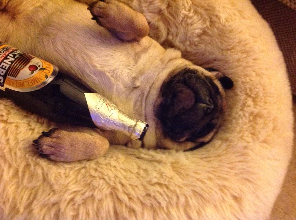 Pug Time tweet media