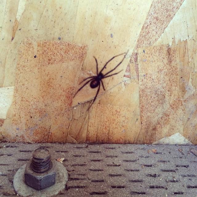 TylerBush's tweet image. Look what I found, a Black Widow. I think I'll let her live since she reminds me of a few friends.