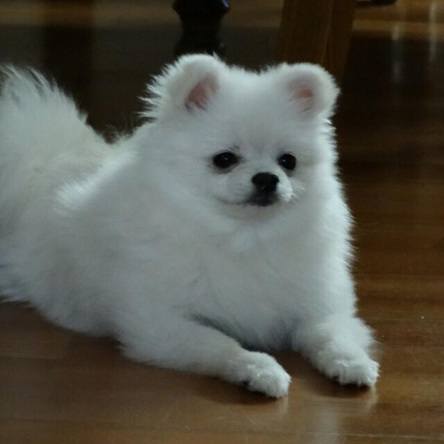 埋め込み画像への固定リンク