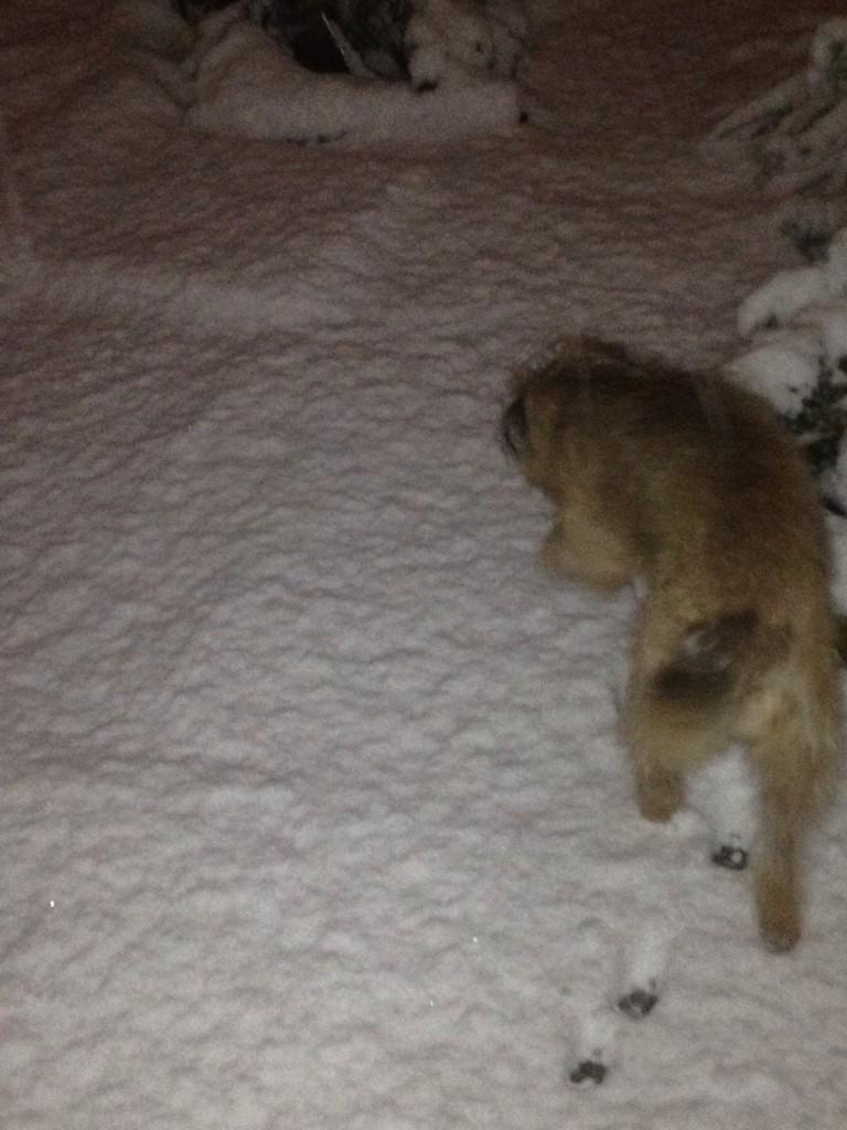 TweetsofBowser's tweet image. We've got snow!!!