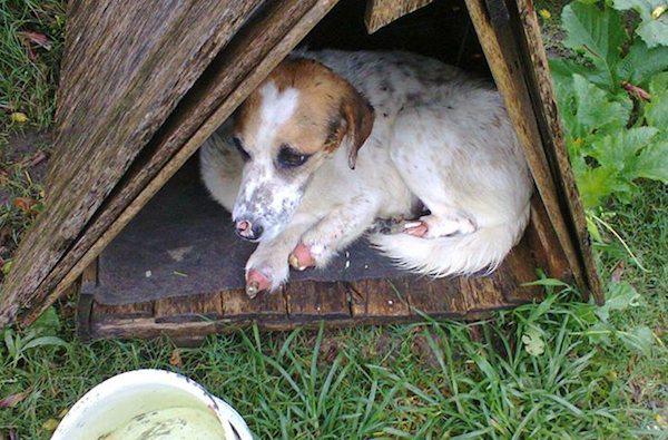 "@AmyRoseKathryn: Abused dog found with all four paws missing happy despite his injuries http://t.co/bypBIjv2Og<a class="tags" target="_blank" title="On Twitter" href="/?out=eyJ0eXAiOiJKV1QiLCJhbGciOiJIUzUxMiJ9.eyJpYXQiOjE3MjE1OTIxNzQsImlzcyI6InR3cG9ybnN0YXJzLmNvbSIsIm5iZiI6MTcyMTU5MjE3NCwiZXhwIjoxNzUzMTI4MTc0LCJyZWRpcmVjdF91cmwiOiJodHRwczovL3R3aXR0ZXIuY29tL0FteVJvc2VLYXRocnluIn0.oDn5Uubd61zezEPQCyc6ZHBTlC_mejpWM8CaOQD0iveuLlJ6SKEhXNNSQ-n0E8gZSt6kxFCszD-QOlUnOsXs1Q">@AmyRoseKathryn</a><a href="/tag/pitbullweek"class="tags"><span>#pitbullweek</span></a>