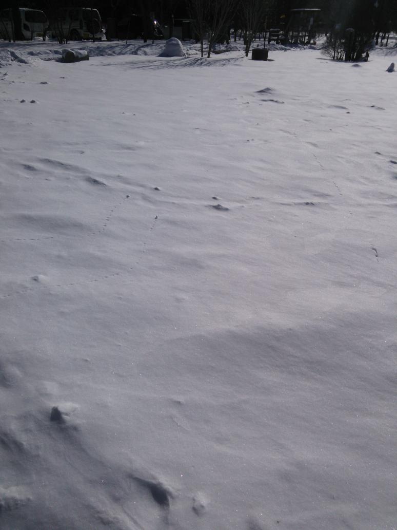めっちゃ雪積もってる