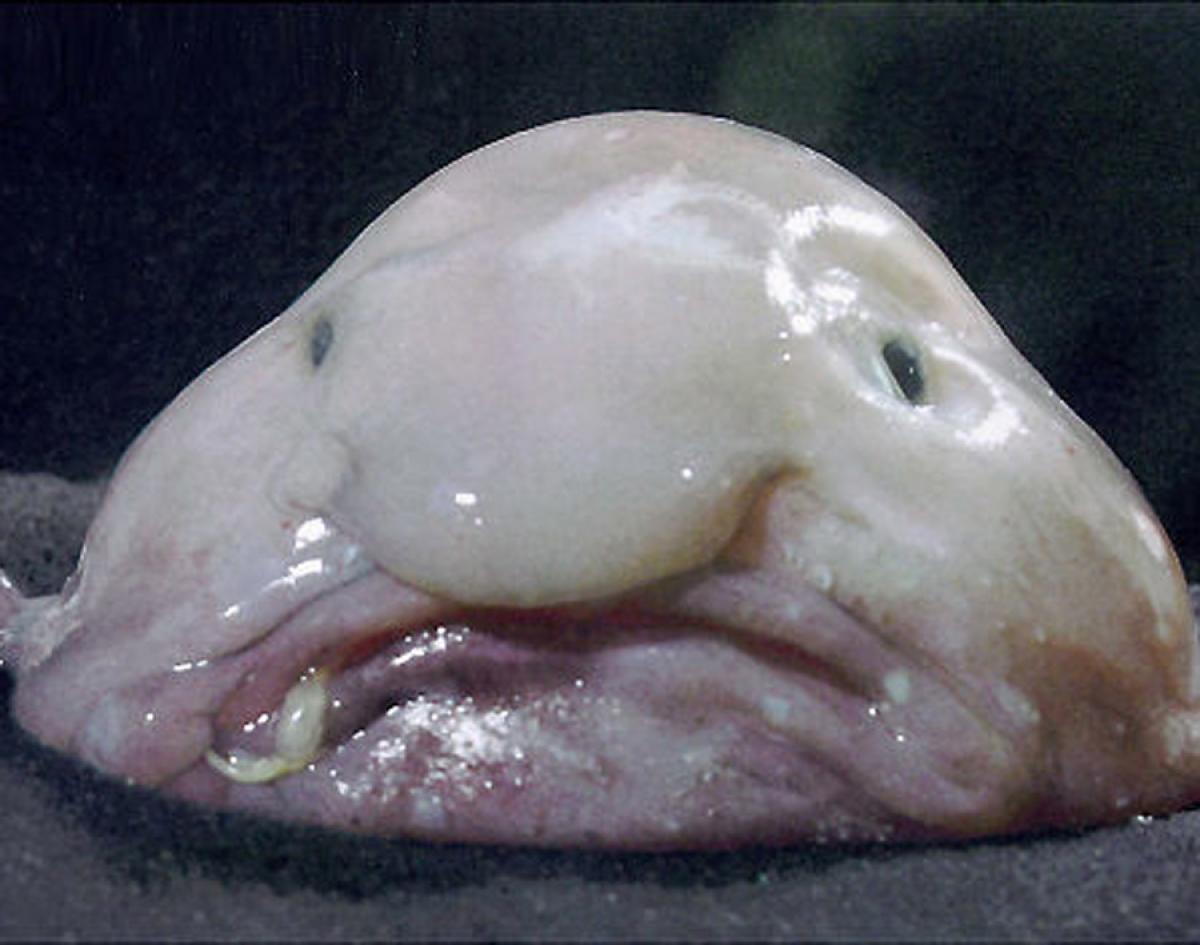 Edit stefan lofven wants biometric passport controls at schengen borders. Stefan Löfven Fisk Gif - Stefan Lofven Blobfish Djmauromanresa