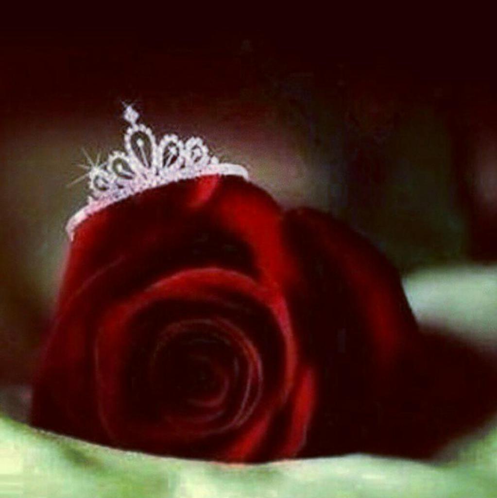 🌹

 بين حروفي أجد ذاتي وبيني وبينك روايتي 
ف أنا حرفك وأنت حكايتي ,,
سأمحي كل أوراقي لهم و س أكتبك 
أنت حكايتي .
♡♥♡