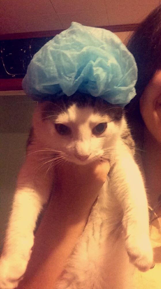 StuffWithCats's tweet photo. Hair net http://t.co/6Y14GVYDva