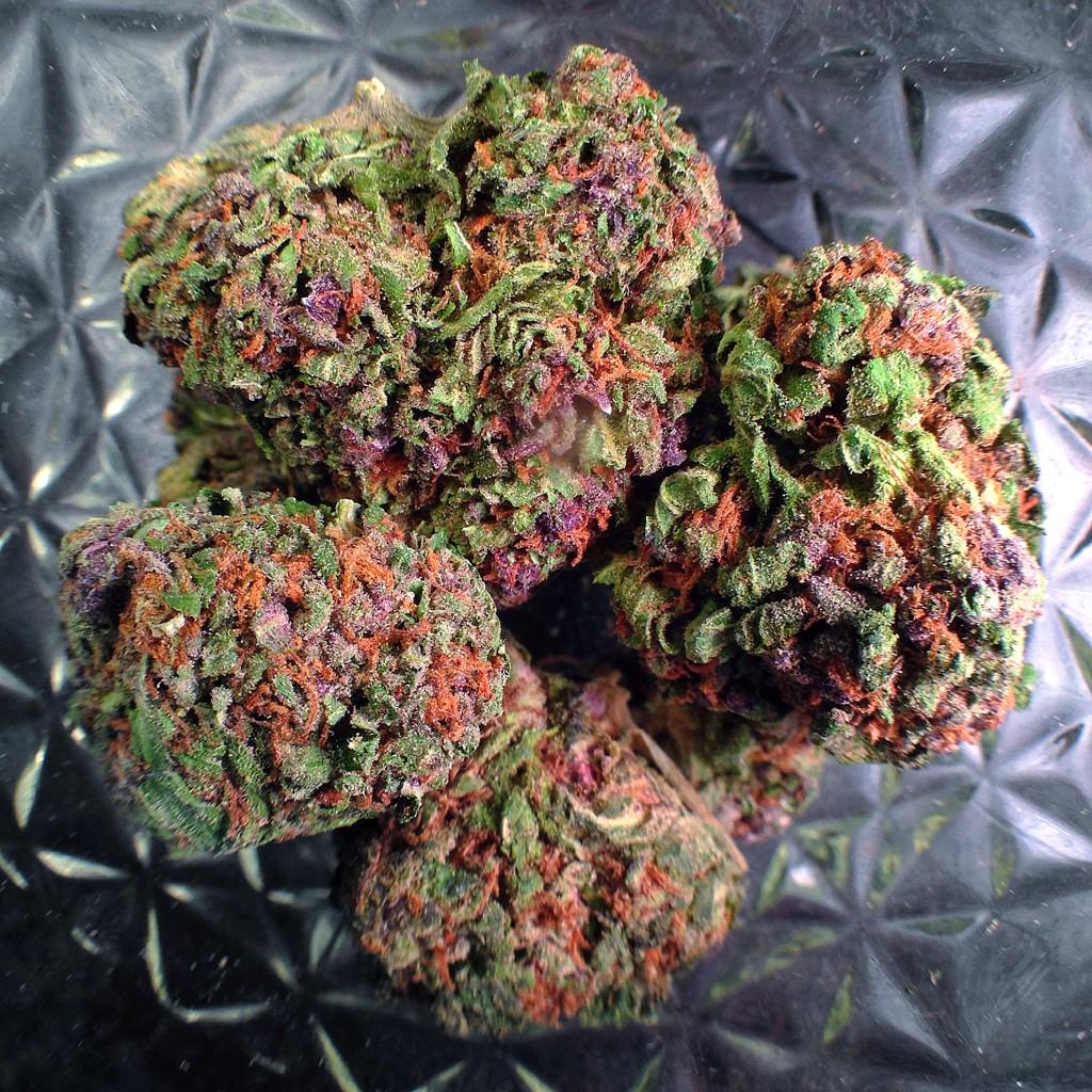 SandiParkman's tweet photo. @azaria_infidel here's some of my kitty's catnip"" 🐱 http://t.co/16cERJ6YWQ