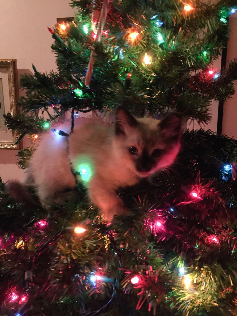 ShelbieKnight's tweet photo. And look who we found in our tree tonight... #KittyTree http://t.co/LPjZZoWxot