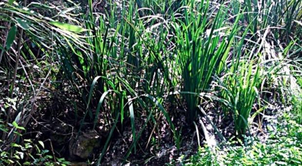 Los sistemas de fitodepuración pueden tener la clave de la depuración en poblaciones rurales iagua.es/blogs/beatriz-…