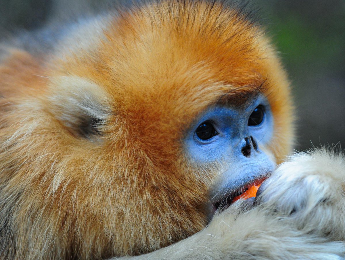 XHespanol's tweet image. Un mono dorado habita el Valle Foping del Panda Gigante en #Foping #Shaanxi #China (Xinhua/Ding Haitao)