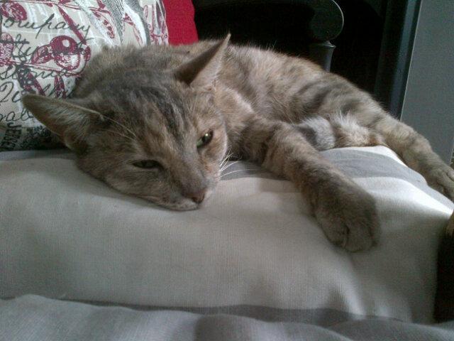 So happy to be home with kitties