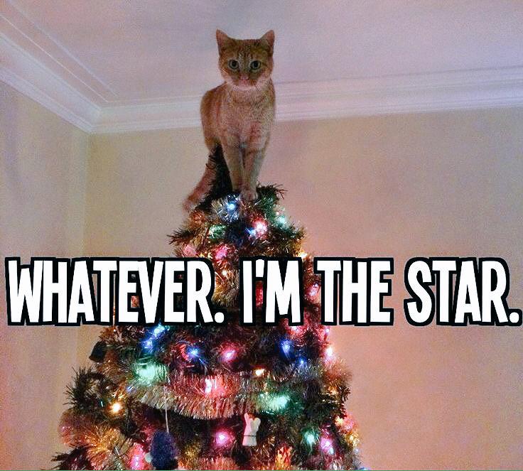 jamalynx's tweet photo. Xmas is over, could we put down the tree now? Never when I'm THE star :3 meow 😽⭐️🎄 http://t.co/BJbGGQp9pq