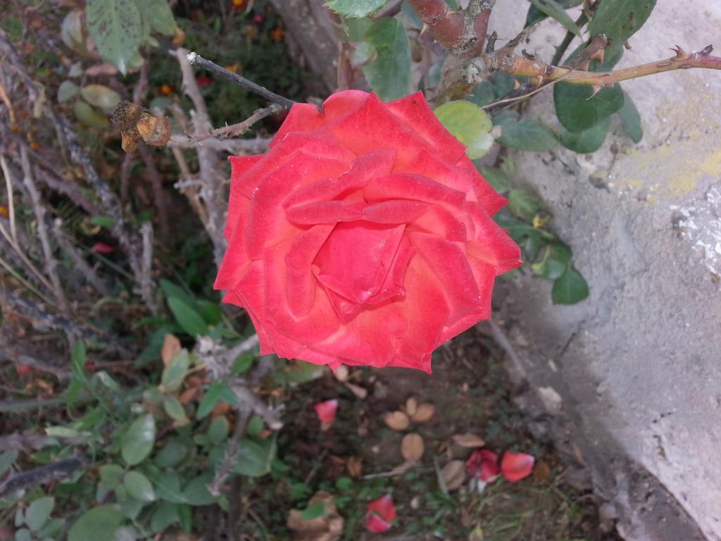 al_shamer's tweet photo. مساء الخير والبركة لكل من يتابعني اتشرف بالتعرف اليكم جميعاً http://t.co/q3QS16Syp8