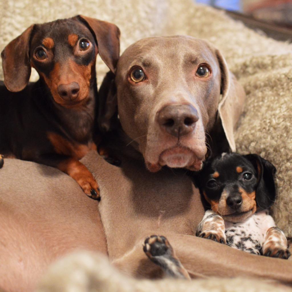 2015 Calendars starring these three gals are still available at:
lulu.com/harlowandsage