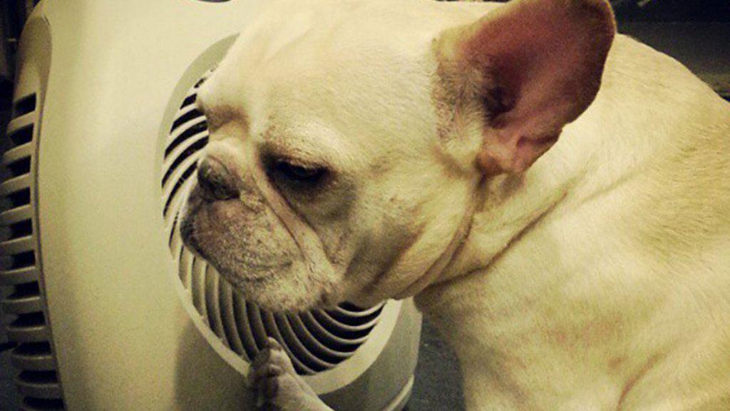 Permalien de l'image intégrée