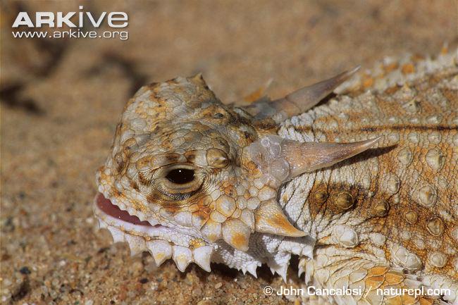 LizardTribe's tweet image. Sony seen them packets coming so they stepped down. 
#LizardTribe Rep #LizardSquad