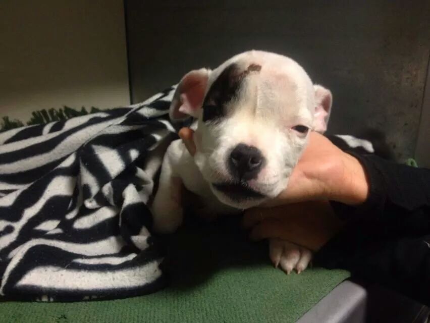 LASAnimal's tweet photo. https://t.co/Hppd1YFRnQ BYRON ESTÁ UN POQUITO MEJOR, EL DIAGNOSTICO ES GRAVE, sigue ingresado #TodosConByron http://t.co/xvzmu82V8z