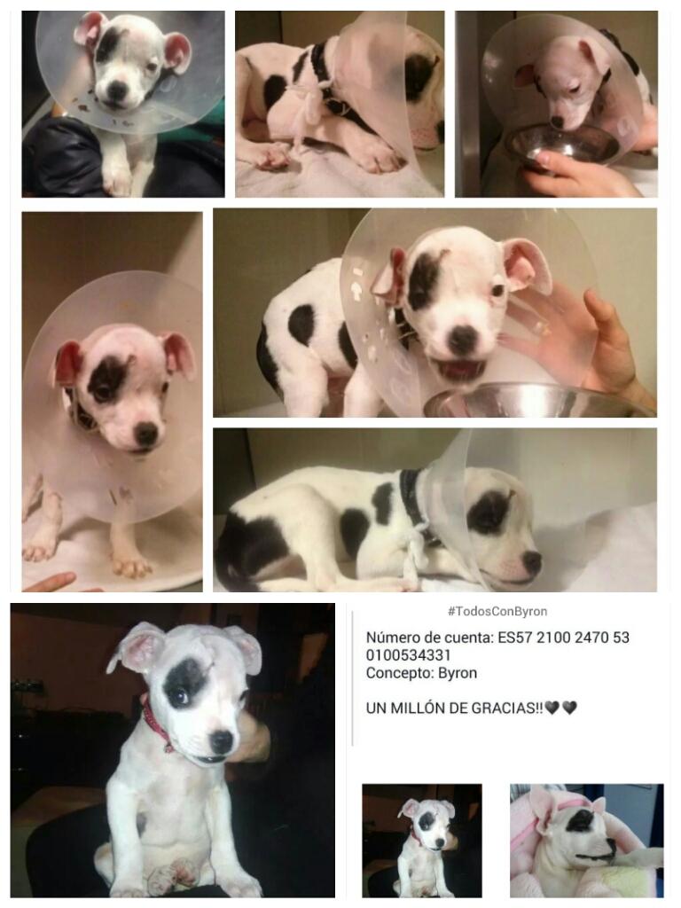 LASAnimal's tweet photo. https://t.co/Hppd1YFRnQ BYRON ESTÁ UN POQUITO MEJOR, EL DIAGNOSTICO ES GRAVE, sigue ingresado #TodosConByron http://t.co/xvzmu82V8z