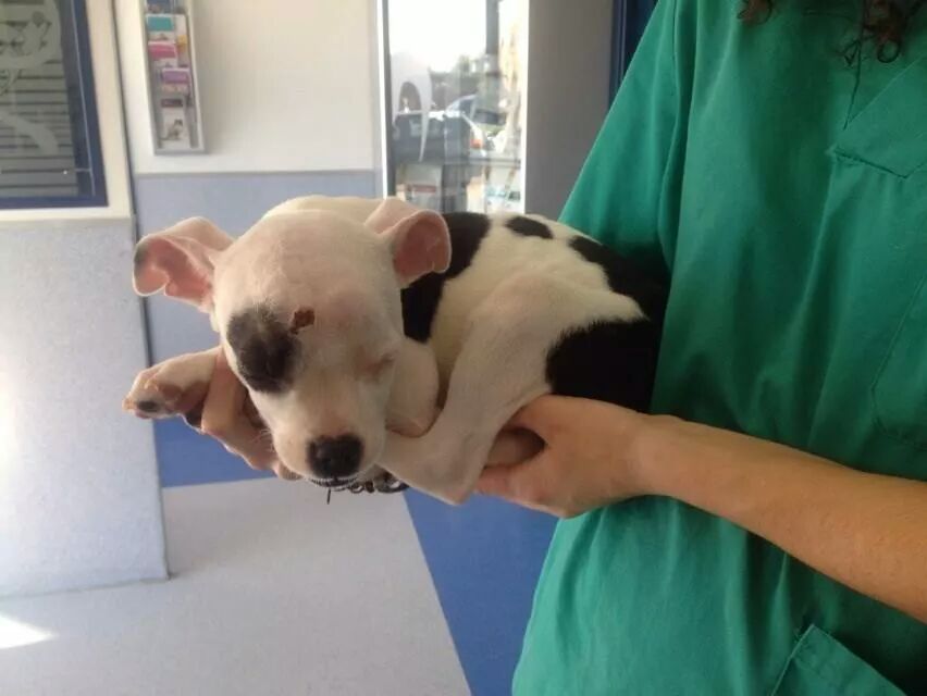 LASAnimal's tweet photo. https://t.co/Hppd1YFRnQ BYRON ESTÁ UN POQUITO MEJOR, EL DIAGNOSTICO ES GRAVE, sigue ingresado #TodosConByron http://t.co/xvzmu82V8z