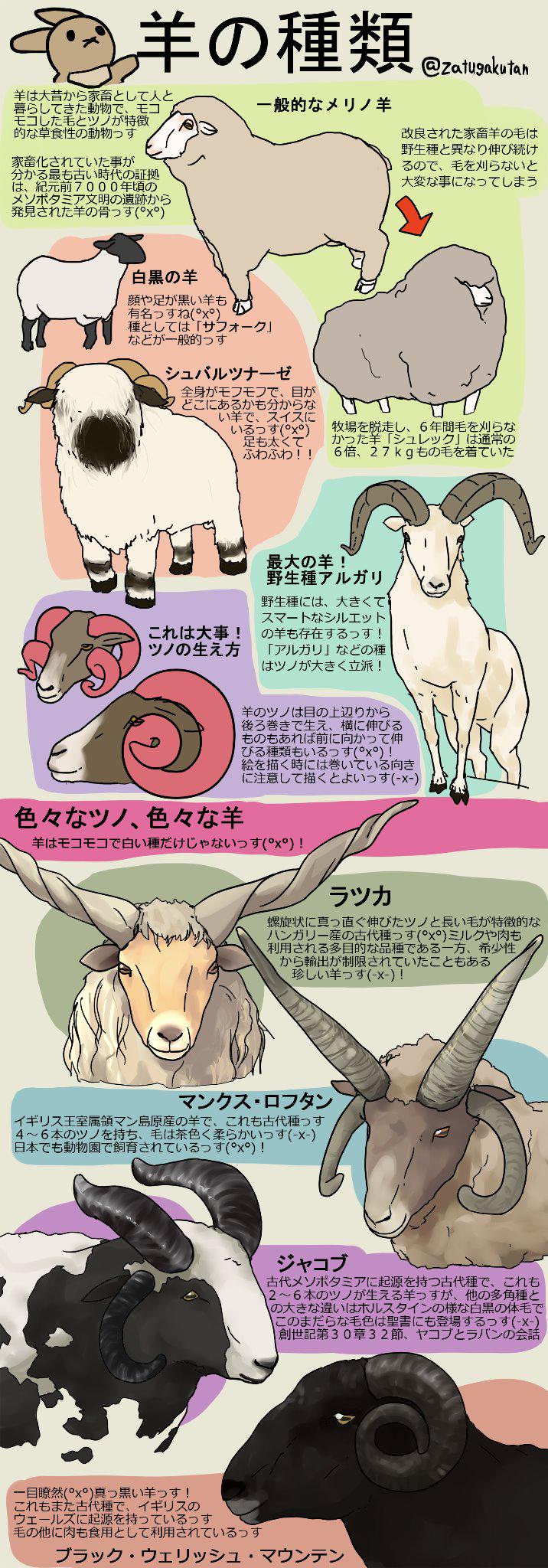 雑学たん 来年の干支は 羊 っすね X 年賀状をはじめ羊の絵を描く人も多いっすが ここで意外と知らない様々な種類の羊について図解したっす X Http T Co Pvebghp8gc Twitter