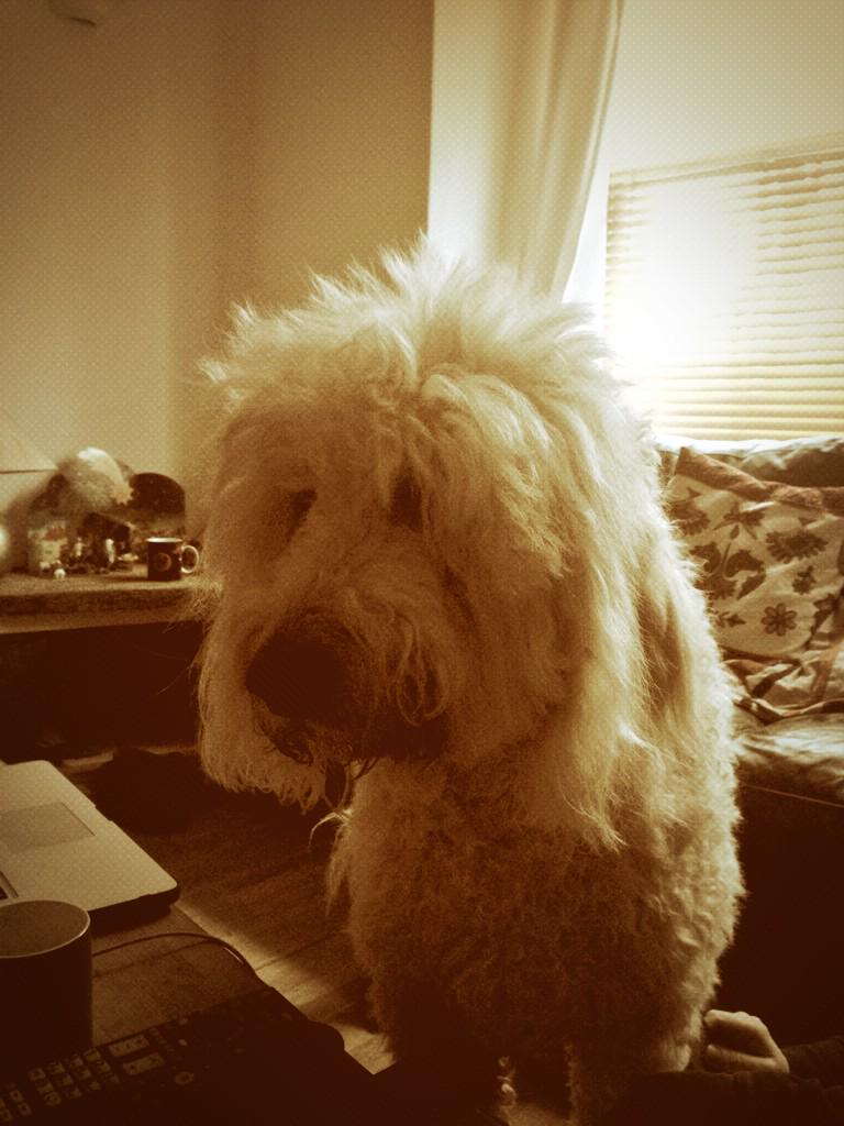 Such a big head #mullet #muckypup #lovemydog