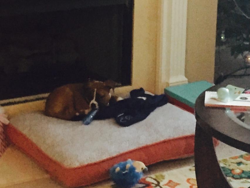 BoxerChronicles's tweet image. Finally enjoying my bed.