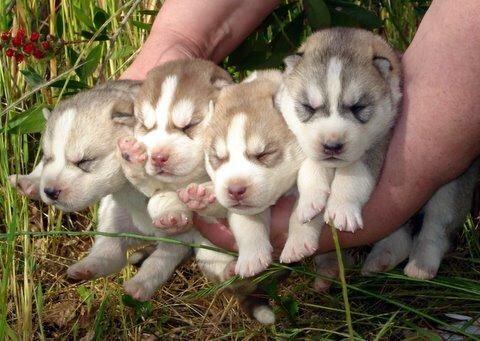 _Paisajes_'s tweet photo. Crías de Huski Siberiano en Alaska. http://t.co/lDQt6lC11y