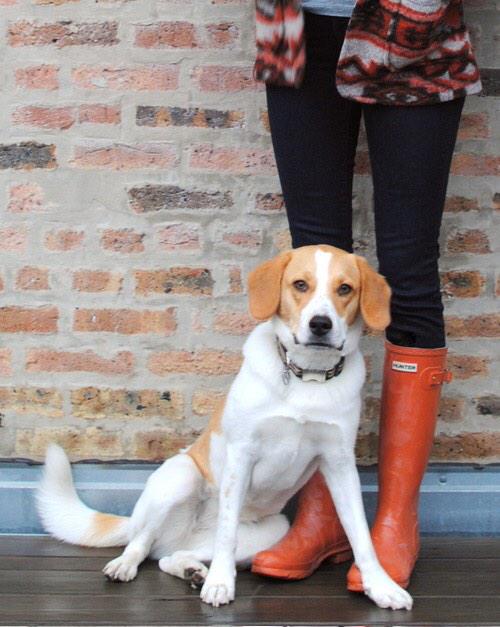 JustMainline's tweet image. Realizing your hunter boots match your dog 😊