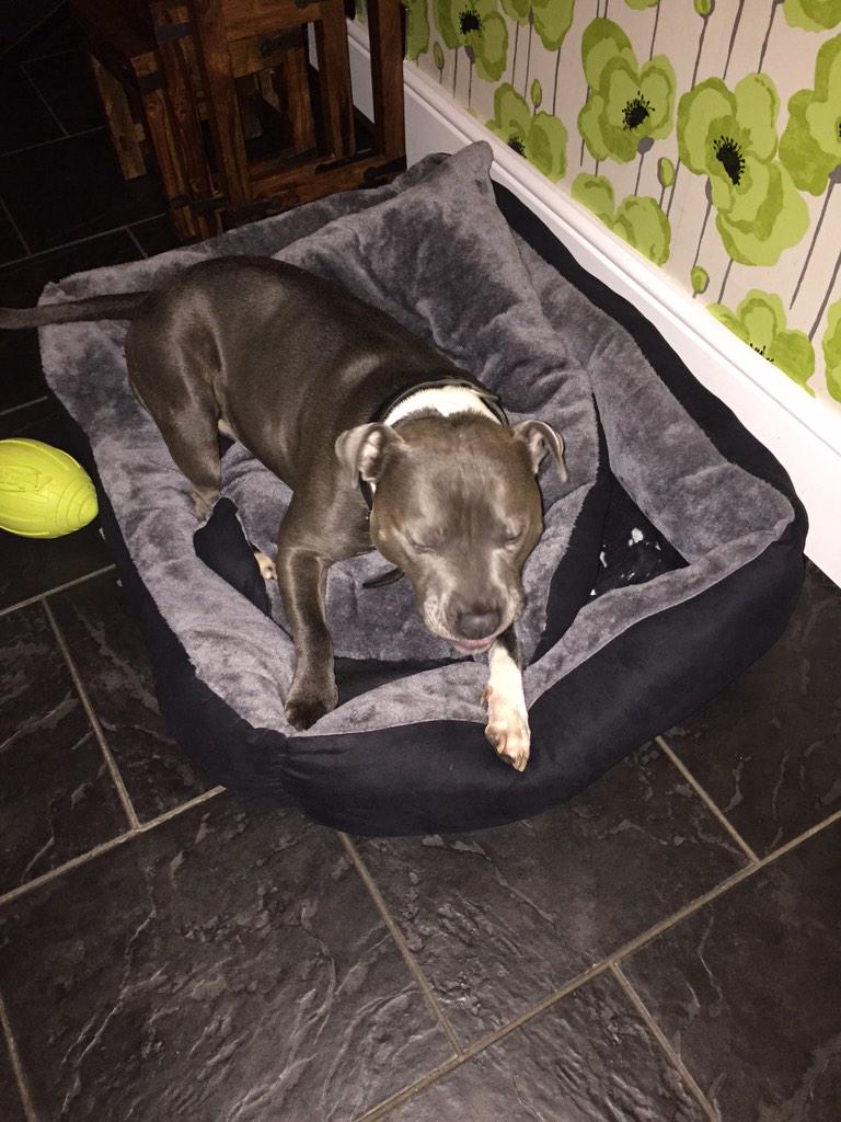 reddiablo7's tweet photo. @sethyblueboy nice new bed Seth#christmaspresent http://t.co/AmAcRWl0UY