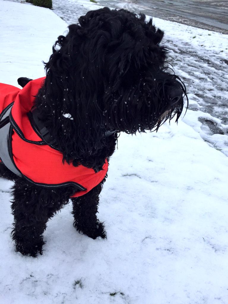 @CockapooPlace Diesels first snow ☺️