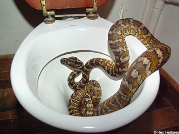 UberFacts's tweet image. 9 of the craziest things ever found in toilets... Imagine finding a snake... bit.ly/1k4siRP