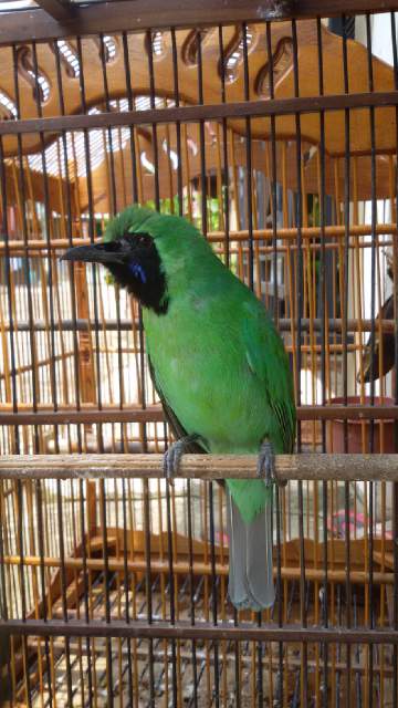 GunawanJack10's tweet photo. Dijual cucak ijo asli banyuwangi cacor,jinak,tkp ciledug pondok aren,minat add my pin 7FB19375 , bang jack perkasa http://t.co/tj35GQgd2K