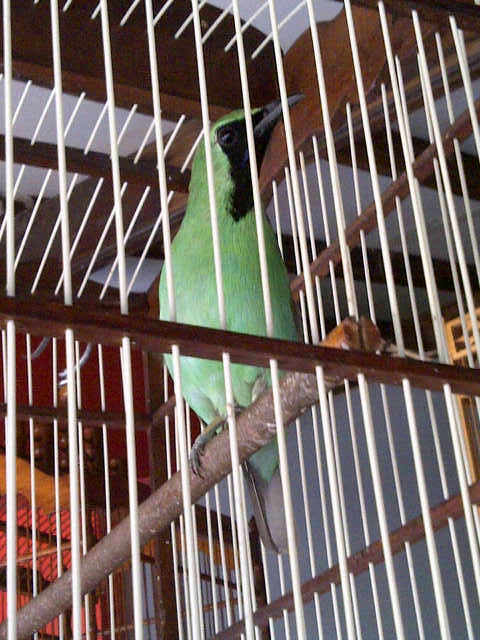 GunawanJack10's tweet photo. Dijual cucak ijo asli banyuwangi cacor,jinak,tkp ciledug pondok aren,minat add my pin 7FB19375 , bang jack perkasa http://t.co/tj35GQgd2K