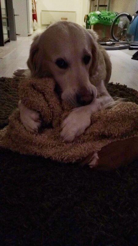 sofiazze's tweet photo. Rentsii koti iltaa ja #sinkkulaiva #chill #dogi ❄️🐶 http://t.co/Ki2zpBLuUm