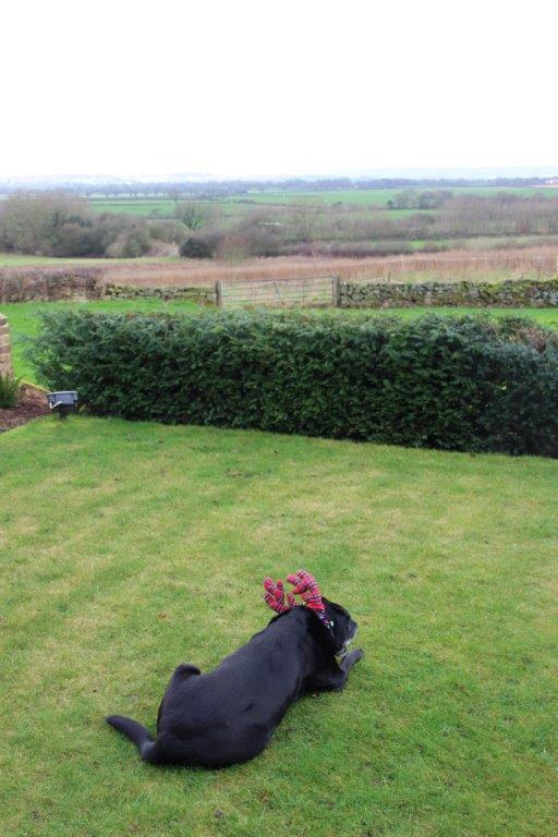 LuckyBlackLab's tweet photo. Another Xmas over - maybe now I can take off these ridiculous antlers.... http://t.co/lzbT3CKI0b