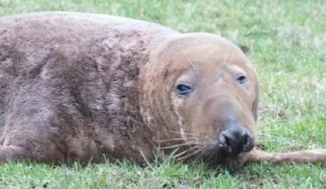 OneGreenPlanet's tweet photo. Tired Seal Found in a Field 20 Miles Away From the Ocean Gets Rescued!! http://t.co/MApZnUMhbc #rescue #amazing http://t.co/PQHC6MABva
